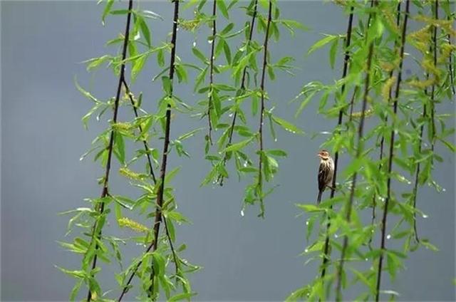 柳色如烟|草长莺飞二月天,拂堤杨柳醉春烟.